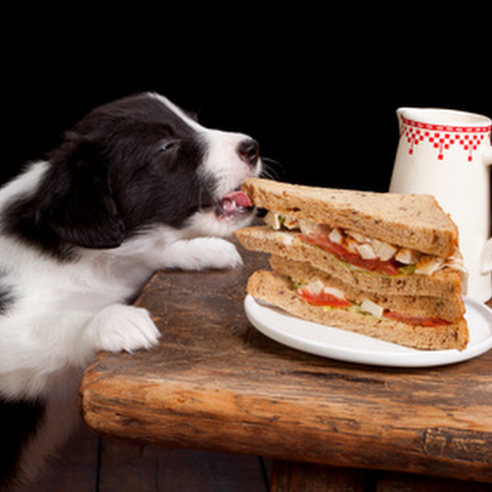 Top 10 dangerous foods for your dog