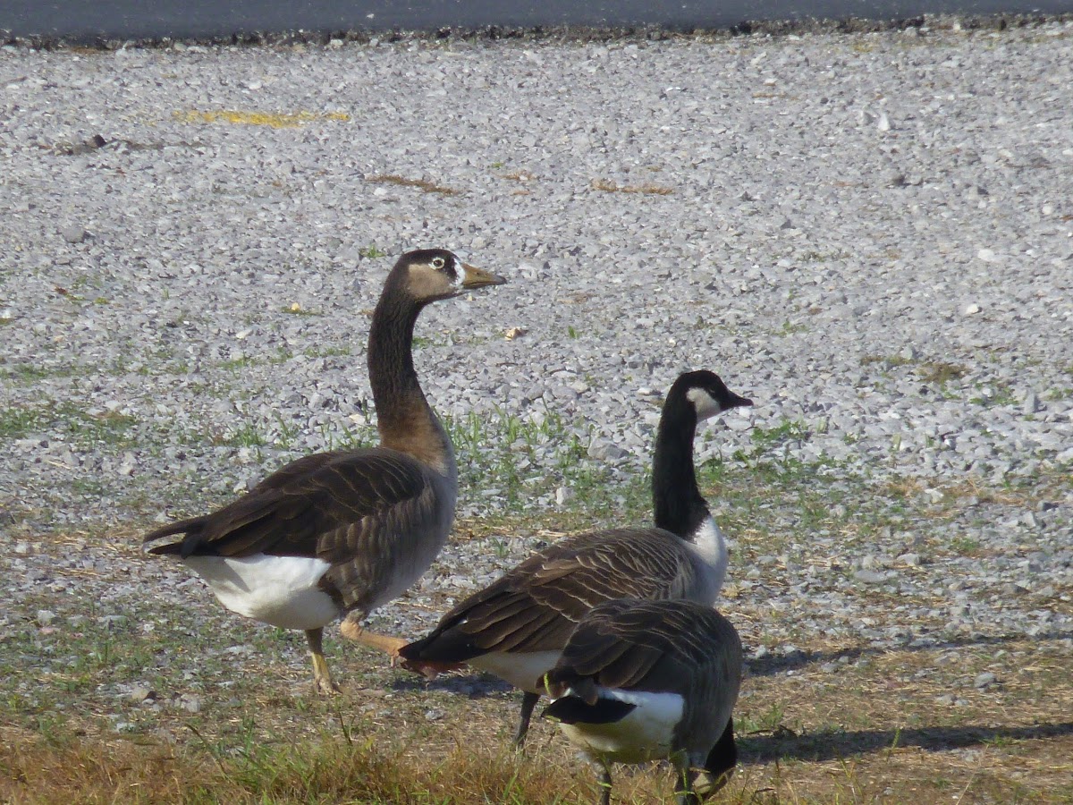 Graylag/Canada Goose (hybrid)