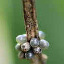 Unknown Insect Eggs