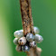 Unknown Insect Eggs