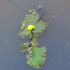 Water Lily