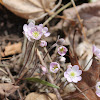 hepatica