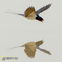Barn Swallow Bird