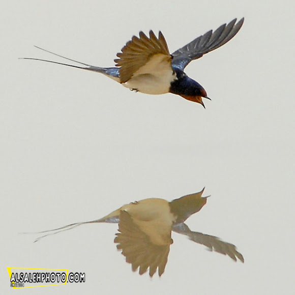 Barn Swallow Bird Project Noah