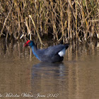 Purple Gallinule; Calamón