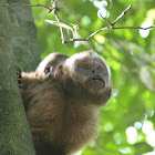 Tufted capuchin