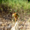 Ruby Meadowhawk