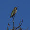 Anna's Hummingbird