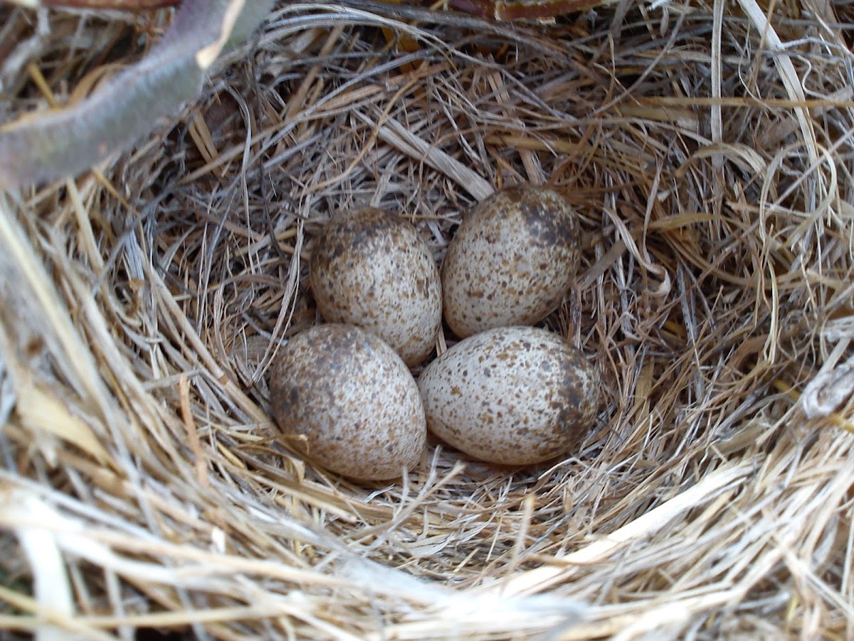 Crested Lark nest