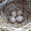 Crested Lark nest