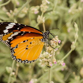 butterfly  by Mustafa Gulzari - Animals Insects & Spiders
