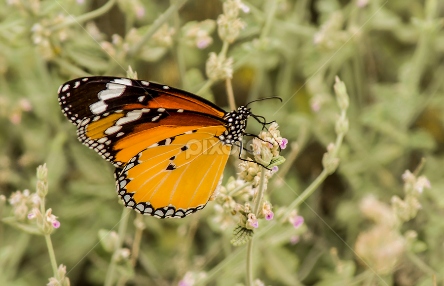 butterfly  by Mustafa Gulzari - Animals Insects & Spiders