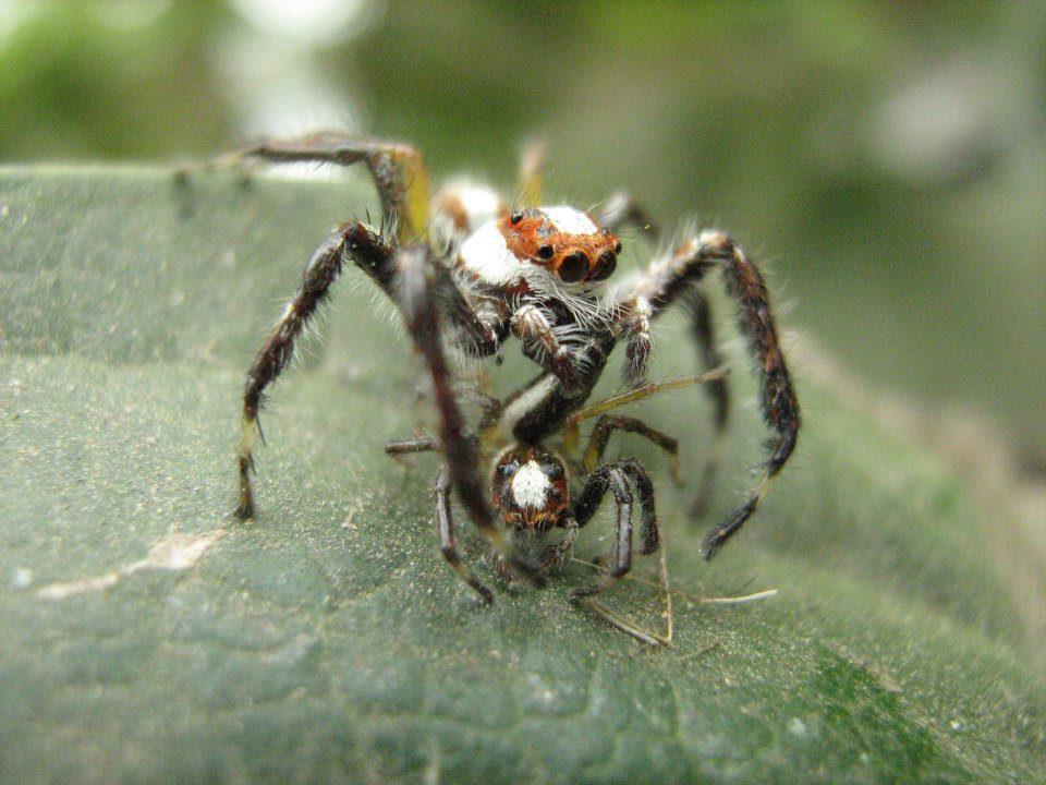 Two Striped Jumping Spider (Male)