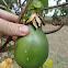 Passion Fruit (Maracujá : Brazil)