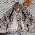 Speared Dagger Moth