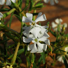 Caryophyllaceae;  Arabic-Turba