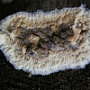 Corticioid fungus