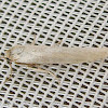 The Hoary Footman Moth