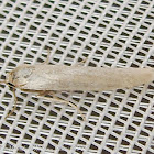 The Hoary Footman Moth