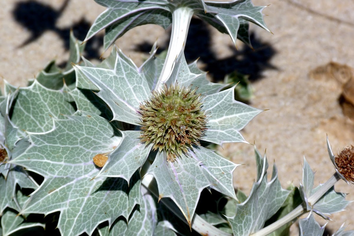 Sea holly