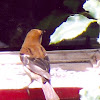 Cinnamon Sparrow