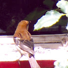 Cinnamon Sparrow