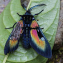 Ignita Wasp Moth
