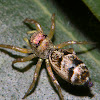 North Queensland Jumping Spider (female)