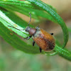 Honeybrown beetle