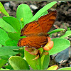 Brown Pansy Butterfly