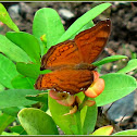 Brown Pansy Butterfly