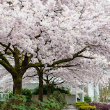 Cherry Blossoms by E.g. Orren -  