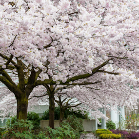 Cherry Blossoms by E.g. Orren - Nature Up Close Trees & Bushes