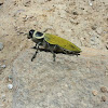 Giant Metallic Ceiba Borer. Euchroma gigantea