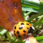 Multicolored Asian Lady Beetle