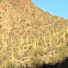 Saguaro cactus