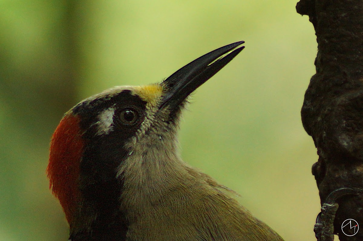 Black-cheeked Woodpecker (Carpintero, pájaro carpintero, carpinterito carinegro)