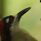 Black-cheeked Woodpecker (Carpintero, pájaro carpintero, carpinterito carinegro)