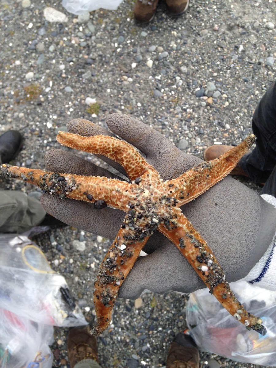 Pisaster Ochraceus (Sea star!)