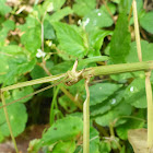 Phasmid