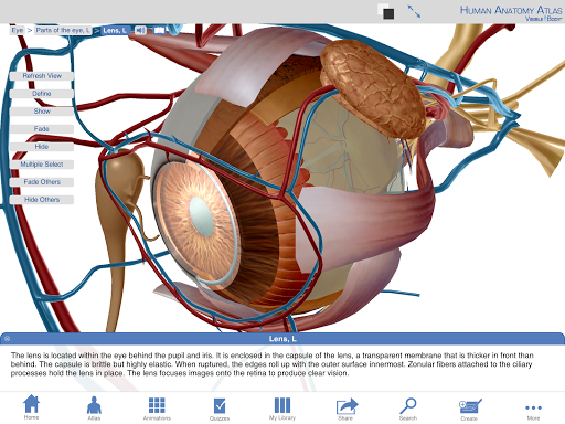 【免費醫療App】Human Anatomy Atlas (Org.)-APP點子