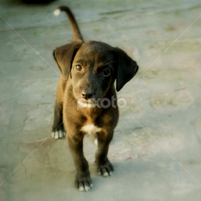 Street Puppy by Ashok Saini - Animals - Dogs Puppies