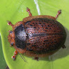 Gumnut leaf beetle