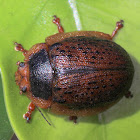 Gumnut leaf beetle