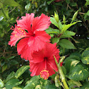 Chinese hibiscus