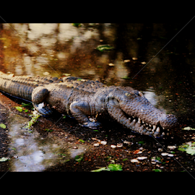 by Candy (Ellison) Downs - Animals Other