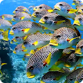 Flock of Colorful Fish Live WP Apk