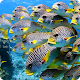 Flock of Colorful Fish Live WP APK