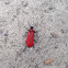 black-headed cardinal beetle