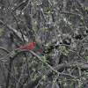 Northern Cardinal